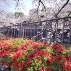 『LAOWA7.5mmF2で巡る恩田川の桜２（町田市）　2019/04/15』の画像