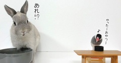 うさぎのルリと文鳥(6/2追記)