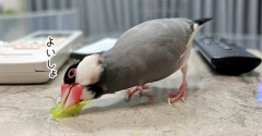 一生懸命食べようとするセラくん