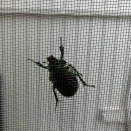 カナブン？アオカナブン？