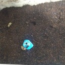 サビイロカブト累代の準備へ。