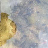 【悲報】去年立ち上げたメダカ池、無事オタマジャクシとカニに占拠される