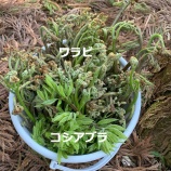 『春の恵みを味わう 2』の画像