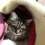 【猫写真】あたたかい所で居たいマロ