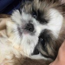 夫婦の間に天使がひとり🪽 〜犬って、犬って😭〜