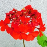 『須らく雫の石を穿つ如くⅡ(5555回記念)(4)』の画像