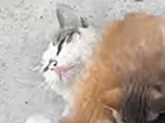 母ネコが子猫たちにお乳をあげていた。よその子もいるようだ → 肝っ玉母さんも、さすがに無理でした…