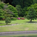 5月末の六義園と旧古河庭園Ⅱ