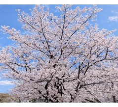 ３月最終日ですね。