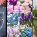 開花期をずらした球根を植えるレイアー式鉢植え