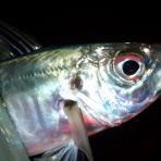  釣果で証明する釣りの理論 ── 私が思うところ。