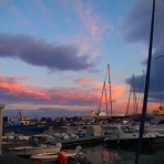 猫の隣の葉っぱの下