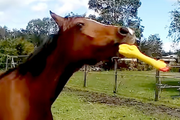 音のなるゴムのアヒルを 壊れそうなくらいに何度も振り回して遊ぶお馬さん ハトポ