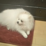 Dori・Ichi・Bii　の家 🎶