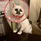 『Muddy Cat 定期便 4/4〜4/8』の画像