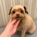 プーチー  シャンプーカット