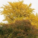 雌イチョウは雄イチョウよりも黄葉日・落葉日が早い