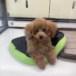 ペットショップワンラブ イオン石狩緑苑台店のスタッフブログ～在籍の子犬子猫やトリミングの情報を公開！新入荷商品の情報も要チェックですよ(^^♪