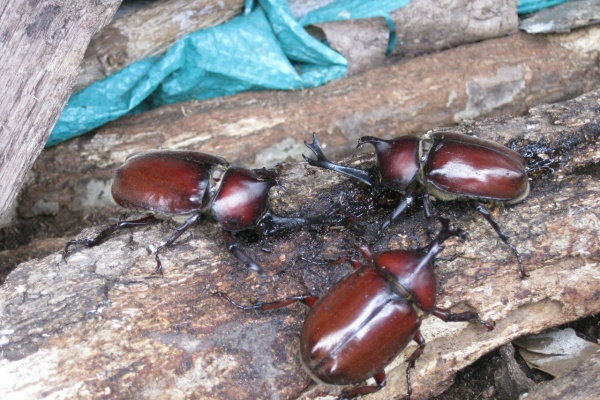 週末は庭仕事 カブトムシ