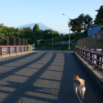 柴わんこと暮らす日々