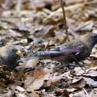 『投稿：帰り際にやっと会えたハギマシコ【追記】　2026/01/31』の画像