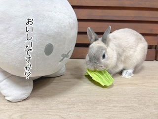 うさぎのルリ(8/2追記)