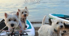 【体験記まとめ】舟津浜湖水浴場ってこんな場所！！犬連れでSUP＆キャンプ
