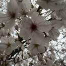 ’26春　桜　①