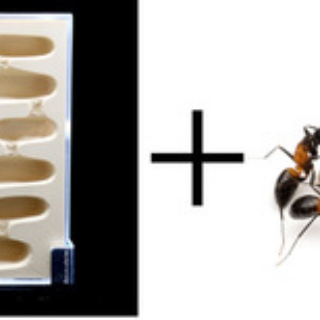 ありんこ日記　AntRoom