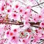 おらくるんのくるくる日記