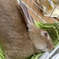 新規保護うさぎの紹介　まなくん