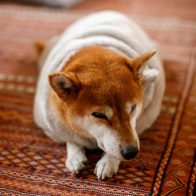 EF50mm F1.4USMが好き