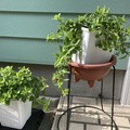 ベビーサンローズの小さな花