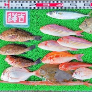 2025年12月7日　釣果