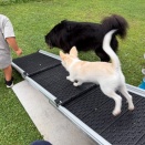最初の一歩。犬も人間も一緒（笑）