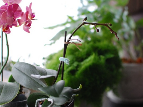 クリフメイヤーのリバーシブルアウター＆ミディ胡蝶蘭の蕾