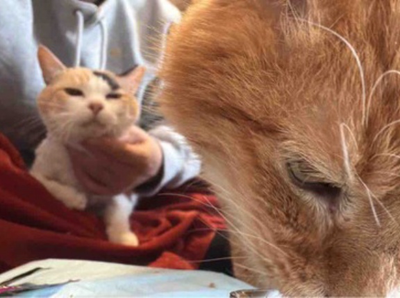 病弱オス三毛猫、運命の綾　2025