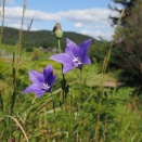 残り花というには・・・キキョウ