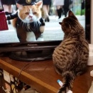 ねころぐ　里親日記　テレビだ〜い好き❣️仔猫のころのモズク