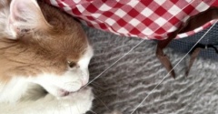 猫に邪魔をされながら作る手作り猫ベッド