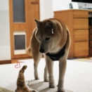 夜の付かず離れず