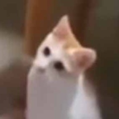 うちのネコに手品を見せてみた。目の前で紙が一瞬で消えるマジック → やってみたら猫はこうなった…