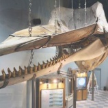 『鯨館、4月1日より全館オープン』の画像