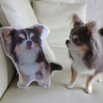たかシェフのおうちごはん。と、白い犬。と、チワワ。