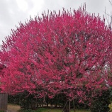 『越谷梅林公園』の画像