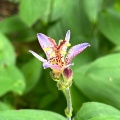 9月9日のお稽古ー長緒茶入、老松茶器