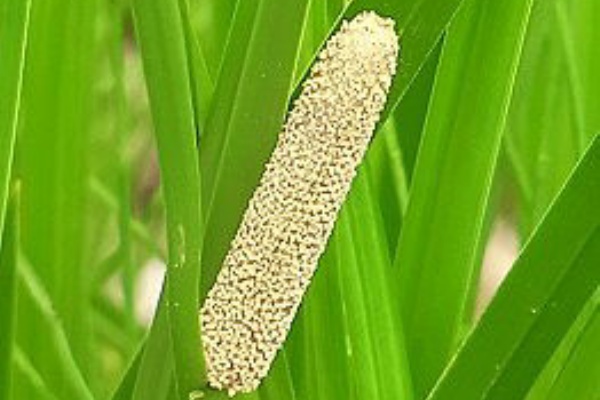 ショウブ 菖蒲 Nhk ラジオ深夜便 Drecom Isao Oのブログ