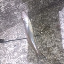 兵庫協会納竿大会-2