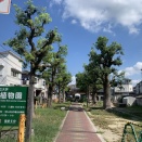 私市駅前のクスノキがスッキリなってる！
