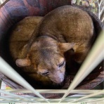 大型熱帯魚屋  ZEEBRA